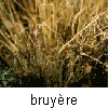 Bruyre